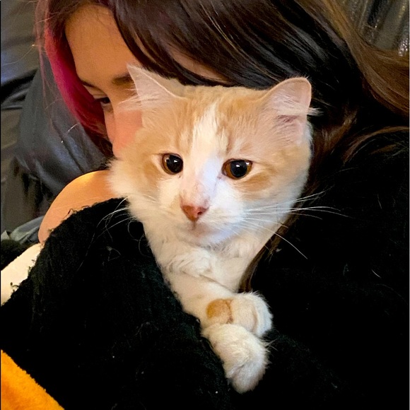 My Man Cat Niko! - Picture 6 of 11